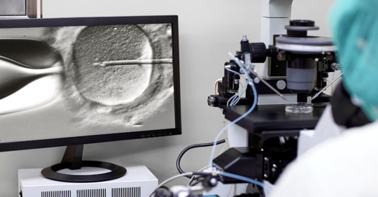 doctor looking at embryos
